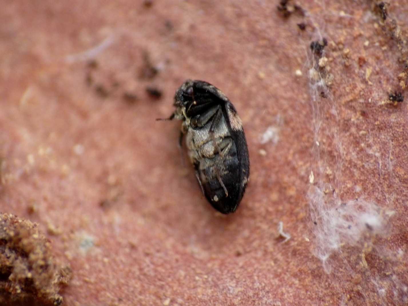 Piccolo coleottero da determinare: Attagenus fallax